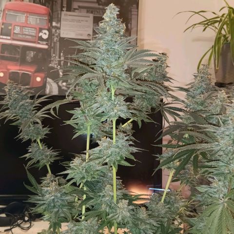 Nasha Genetics Pineapple Gas x Blue Zushi + Grape Gas x Cherry Marker growlog timeline photo