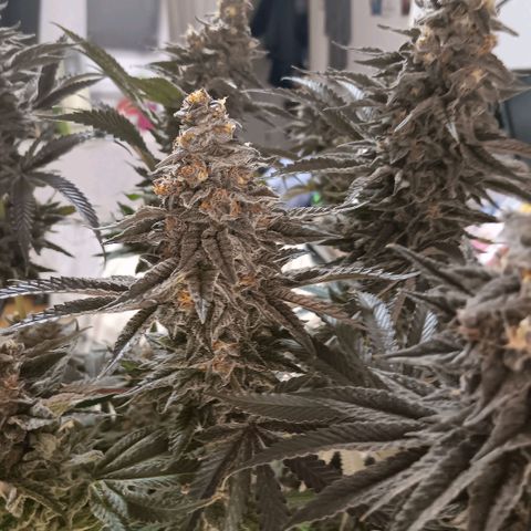 Nasha Genetics Pineapple Gas x Blue Zushi + Grape Gas x Cherry Marker growlog timeline photo