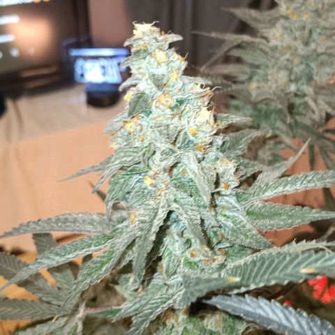 Nasha Genetics Pineapple Gas x Blue Zushi + Grape Gas x Cherry Marker growlog timeline photo