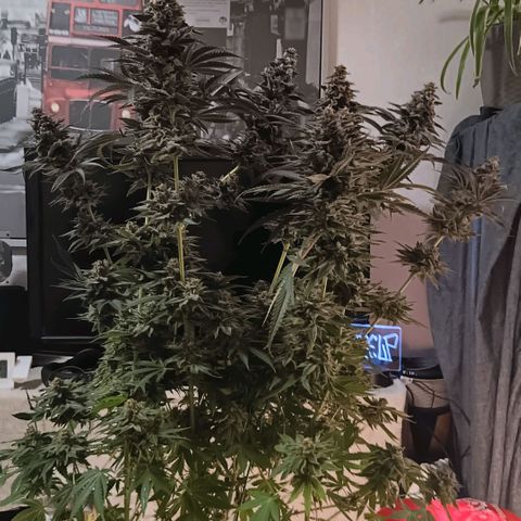 Nasha Genetics Pineapple Gas x Blue Zushi + Grape Gas x Cherry Marker growlog timeline photo