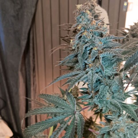 Nasha Genetics Pineapple Gas x Blue Zushi + Grape Gas x Cherry Marker growlog timeline photo