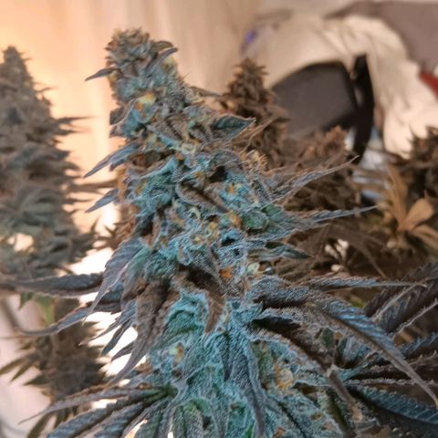 Nasha Genetics Pineapple Gas x Blue Zushi + Grape Gas x Cherry Marker growlog timeline photo