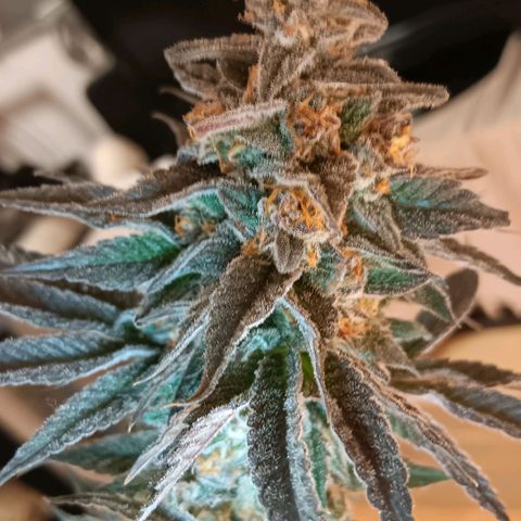 Nasha Genetics Pineapple Gas x Blue Zushi + Grape Gas x Cherry Marker growlog timeline photo