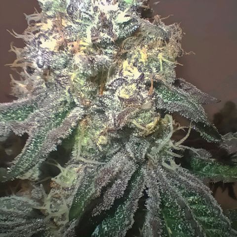 Bud Voyage Fat Bastard Fem growlog timeline photo