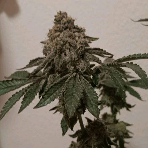 Bud Voyage Fat Bastard Fem growlog timeline photo