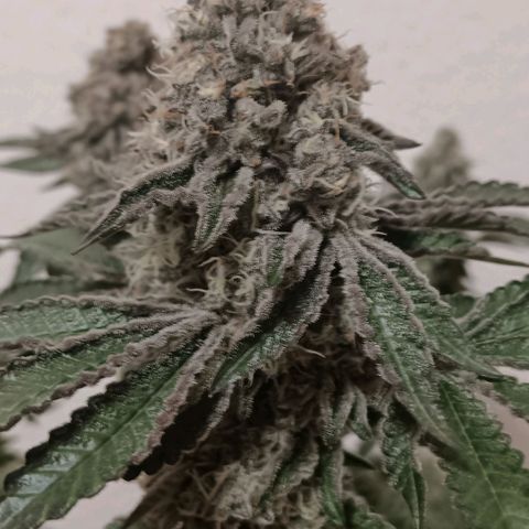 Bud Voyage Fat Bastard Fem growlog timeline photo