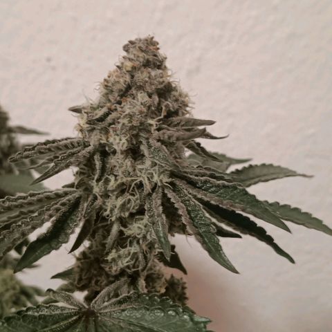 Bud Voyage Fat Bastard Fem growlog timeline photo
