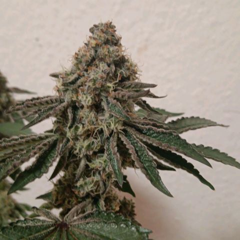 Bud Voyage Fat Bastard Fem growlog timeline photo