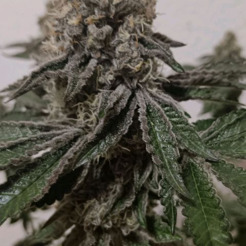Bud Voyage Fat Bastard Fem growlog timeline photo