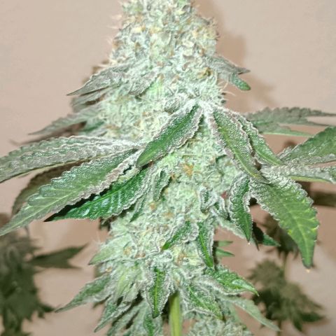 Bud Voyage Fat Bastard Fem growlog timeline photo