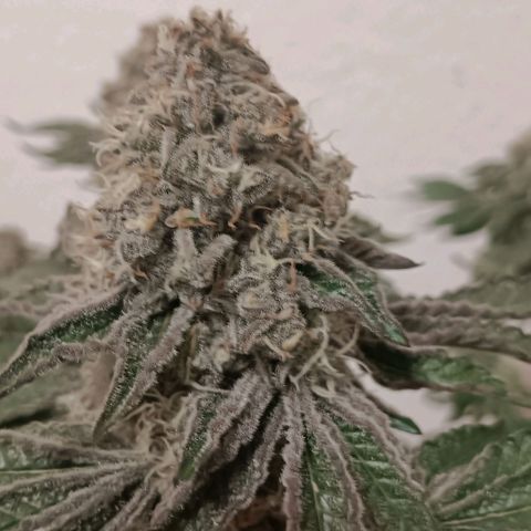 Bud Voyage Fat Bastard Fem growlog timeline photo
