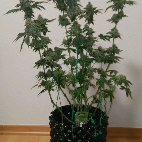 Bud Voyage Fat Bastard Fem growlog timeline photo