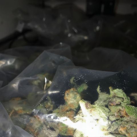 Nasha Genetics Pineapple Gas x Blue Zushi + Grape Gas x Cherry Marker growlog photo: DryFerm Bags