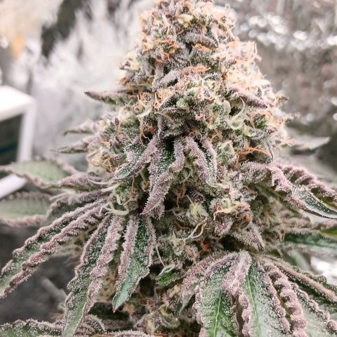Bud Voyage Fat Bastard Fem growlog timeline photo