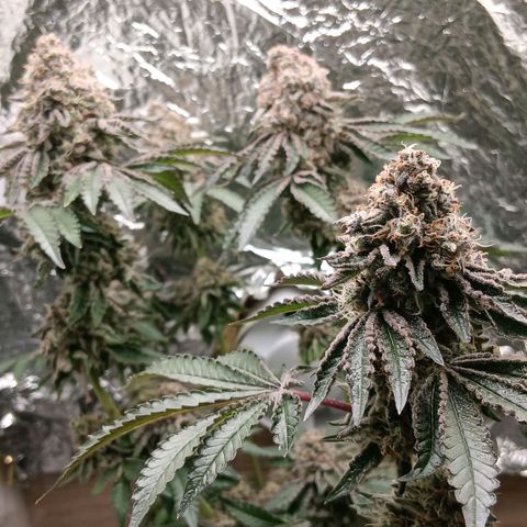 Bud Voyage Fat Bastard Fem growlog timeline photo