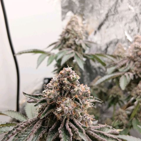 Bud Voyage Fat Bastard Fem growlog timeline photo