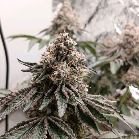 Bud Voyage Fat Bastard Fem growlog timeline photo