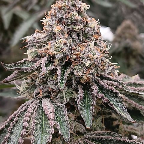 Bud Voyage Fat Bastard Fem growlog timeline photo