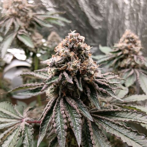 Bud Voyage Fat Bastard Fem growlog timeline photo