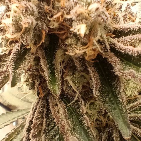 Bud Voyage Fat Bastard Fem growlog timeline photo