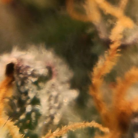 Bud Voyage Fat Bastard Fem growlog timeline photo