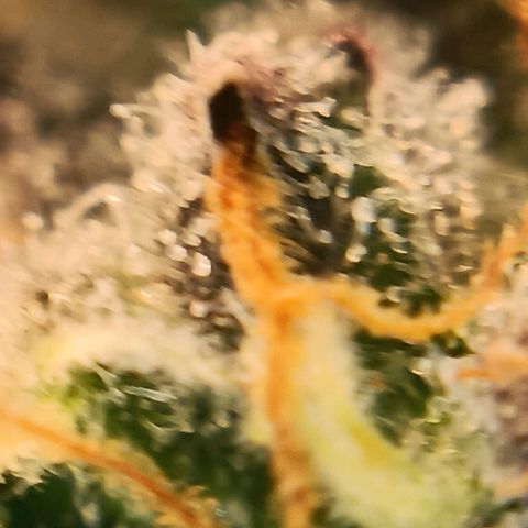Bud Voyage Fat Bastard Fem growlog timeline photo