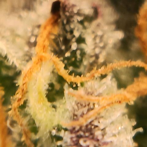Bud Voyage Fat Bastard Fem growlog timeline photo