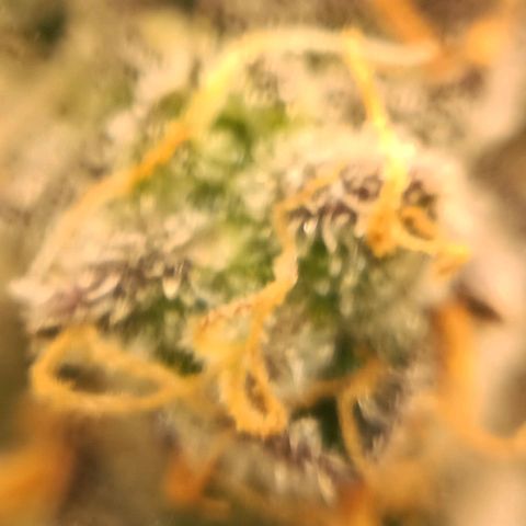 Bud Voyage Fat Bastard Fem growlog timeline photo