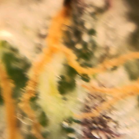 Bud Voyage Fat Bastard Fem growlog timeline photo