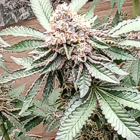 Bud Voyage Fat Bastard Fem growlog timeline photo