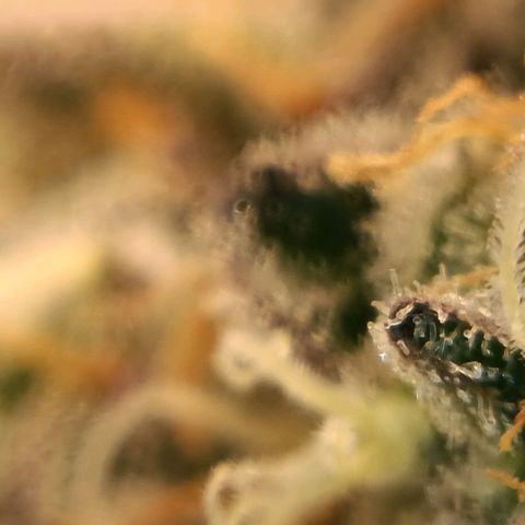 Bud Voyage Fat Bastard Fem growlog timeline photo