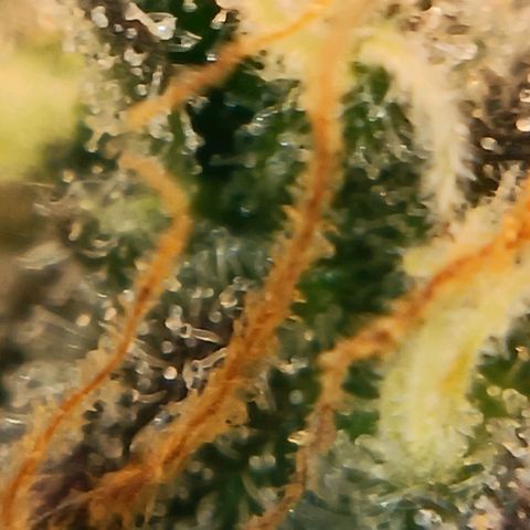 Bud Voyage Fat Bastard Fem growlog timeline photo