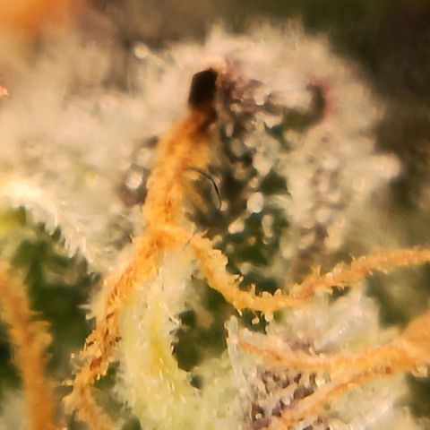 Bud Voyage Fat Bastard Fem growlog timeline photo