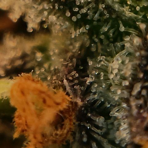 Bud Voyage Fat Bastard Fem growlog timeline photo