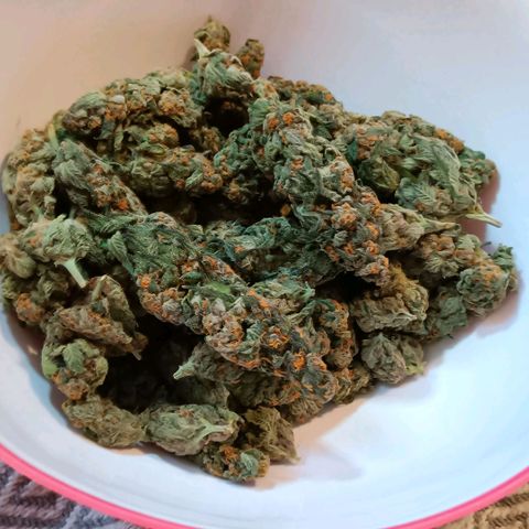 Nasha Genetics Pineapple Gas x Blue Zushi + Grape Gas x Cherry Marker growlog timeline photo