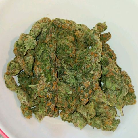 Nasha Genetics Pineapple Gas x Blue Zushi + Grape Gas x Cherry Marker growlog timeline photo