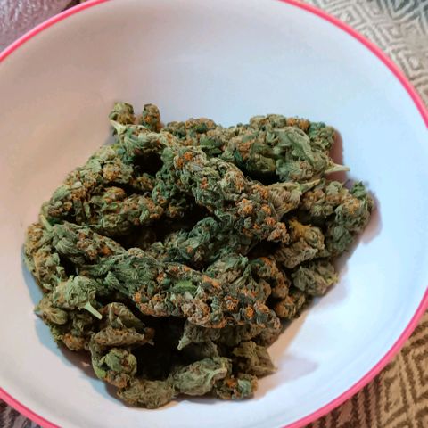 Nasha Genetics Pineapple Gas x Blue Zushi + Grape Gas x Cherry Marker growlog timeline photo