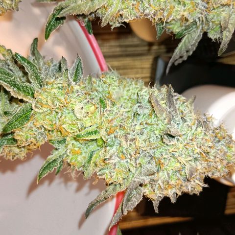 Bud Voyage Fat Bastard Fem growlog timeline photo