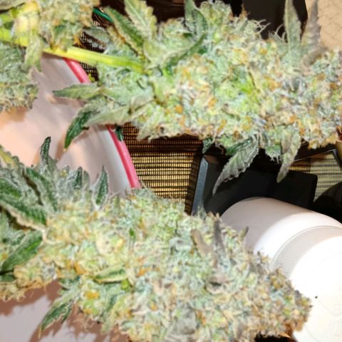 Bud Voyage Fat Bastard Fem growlog timeline photo