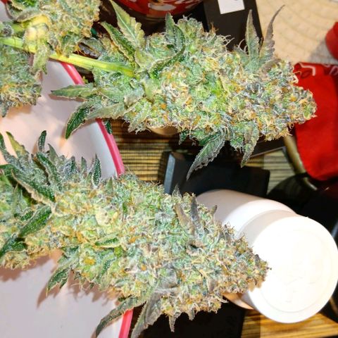 Bud Voyage Fat Bastard Fem growlog timeline photo