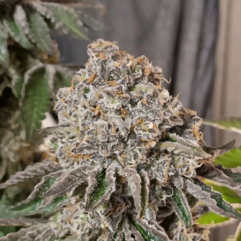 Bud Voyage Fat Bastard Fem growlog timeline photo