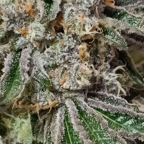 Bud Voyage Fat Bastard Fem growlog timeline photo