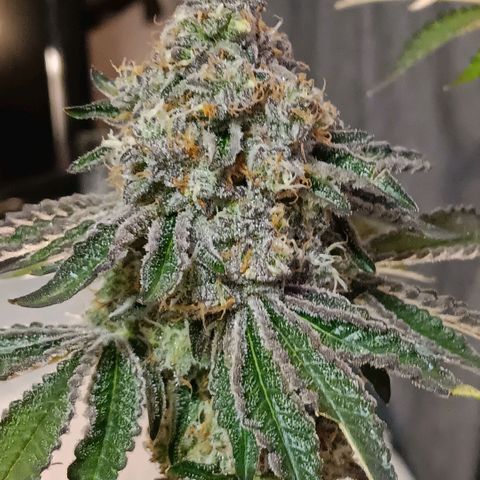 Bud Voyage Fat Bastard Fem growlog timeline photo