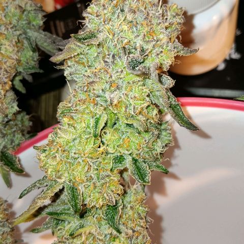 Bud Voyage Fat Bastard Fem growlog timeline photo