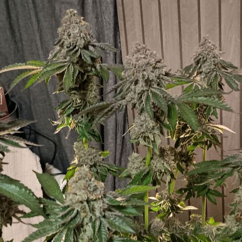 Bud Voyage Fat Bastard Fem growlog timeline photo