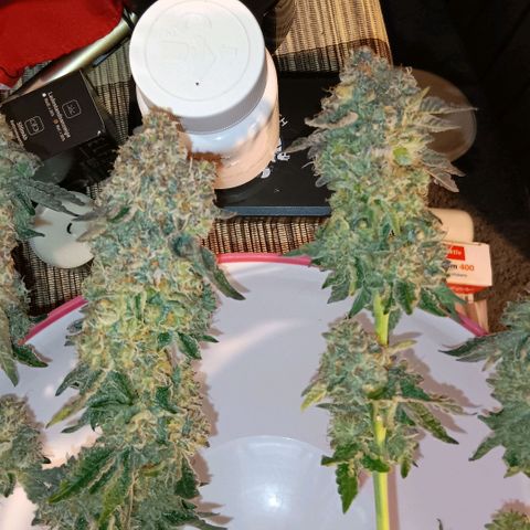 Bud Voyage Fat Bastard Fem growlog timeline photo