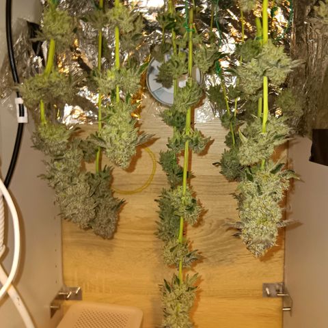 Bud Voyage Fat Bastard Fem growlog timeline photo