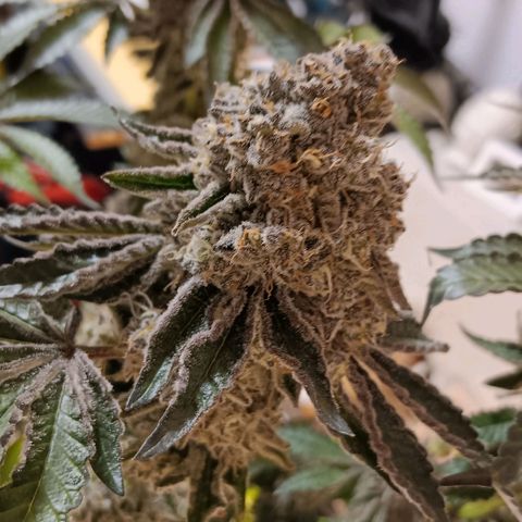 Bud Voyage Fat Bastard Fem growlog timeline photo
