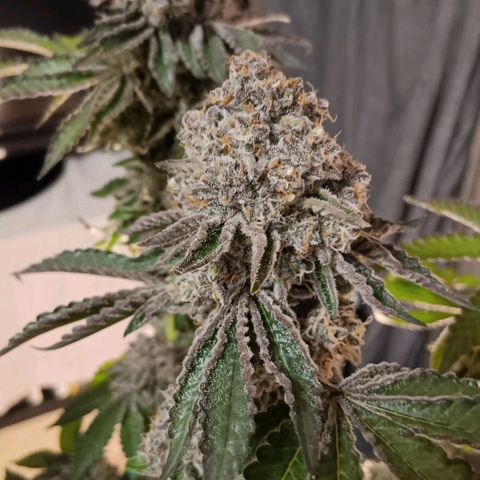 Bud Voyage Fat Bastard Fem growlog timeline photo