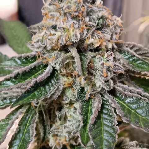 Bud Voyage Fat Bastard Fem growlog timeline photo